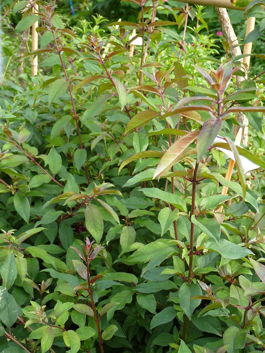 Fuchsia regia ssp.serrae